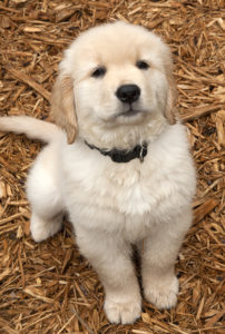 Golden Retriever training arlington, TX Sarah Lowell Dog Training Private Lessons